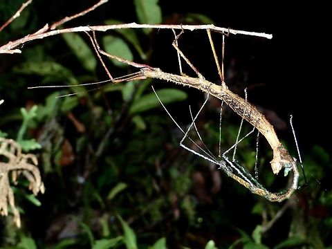 Hanging on there A pair of Phasmids from the genus, Acanthomenexenus, yet to be described species. Acanthomenexenus sp,Fall,Geotagged,Ifugao,Phasmid,Philippines,Stick Insect