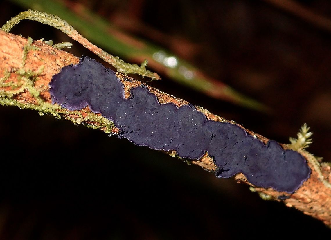 Blue Fungi Blue coloured fungi found on branches Fall,Fungi,Geotagged,Ifugao,Philippines