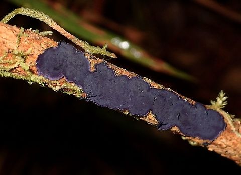 Blue Fungi Blue coloured fungi found on branches Fall,Fungi,Geotagged,Ifugao,Philippines