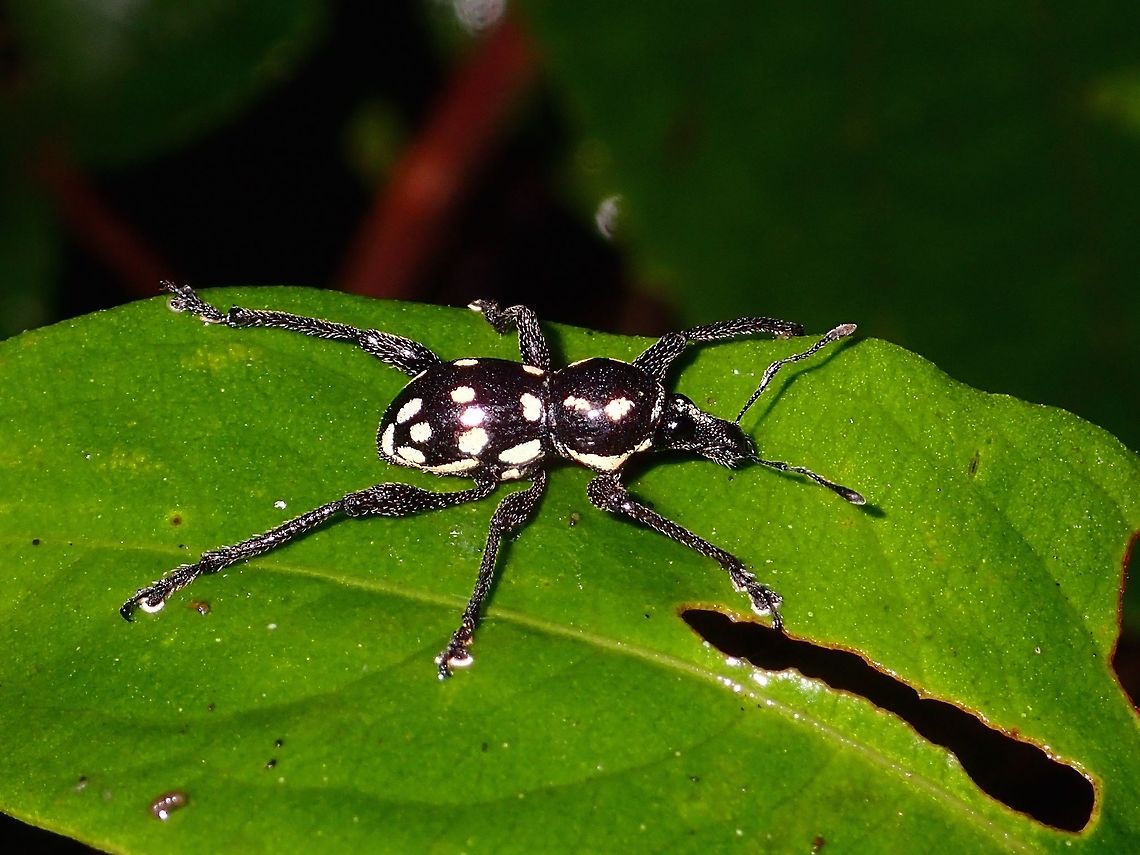 Weevil Black Weevil with pinkish spots/markings Beetle,Fall,Geotagged,Ifugao,Philippines,Weevil