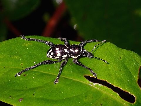 Weevil Black Weevil with pinkish spots/markings Beetle,Fall,Geotagged,Ifugao,Philippines,Weevil
