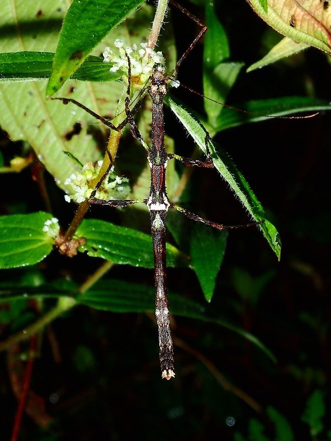 Stick Insect, Phasmid Female Phasmid from the sub-family of Lonchodinae, family Lonchodidae.<br />
Yet to determine its genus placement.<br />
Key feature is the 2 two 'pine-cone' like appendage on her head can be seen here in the close-up :<br />
<br />
<figure class="photo"><a href="https://www.jungledragon.com/image/45987/blowing_bubbles.html" title="Blowing Bubbles"><img src="https://s3.amazonaws.com/media.jungledragon.com/images/2994/45987_thumb.jpg?AWSAccessKeyId=05GMT0V3GWVNE7GGM1R2&Expires=1769040010&Signature=T6025EBXsjkjoiJ1vk9qOC6Tg8U%3D" width="200" height="150" alt="Blowing Bubbles Close-up of female Phasmid from the sub-family of Lonchodinae, family of Lonchodidae.<br />
She has 2 'pine-cone' like appendages on her head.<br />
It looks like either she is drinking water or blowing a bubble.<br />
<br />
Picture of the whole Phasmid can be seen here :<br />
<br />
https://www.jungledragon.com/image/45986/stick_insect_phasmid.html<br />
 Fall,Geotagged,Ifugao,Lonchodidae,Phasmid,Philippines,Stick Insect" /></a></figure><br />
 Fall,Geotagged,Ifugao,Lonchodidae,Phasmid,Philippines,Stick Insect