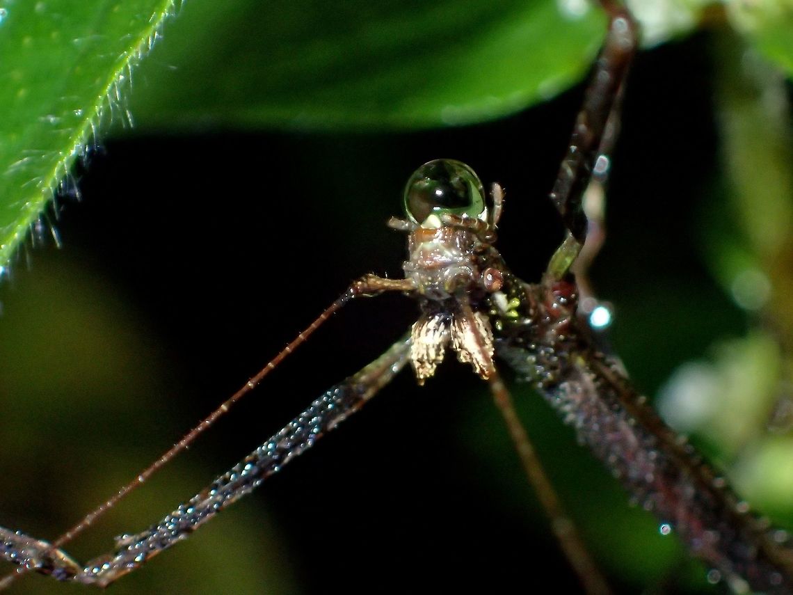 Blowing Bubbles Close-up of female Phasmid from the sub-family of Lonchodinae, family of Lonchodidae.<br />
She has 2 'pine-cone' like appendages on her head.<br />
It looks like either she is drinking water or blowing a bubble.<br />
<br />
Picture of the whole Phasmid can be seen here :<br />
<br />
<figure class="photo"><a href="https://www.jungledragon.com/image/45986/stick_insect_phasmid.html" title="Stick Insect, Phasmid"><img src="https://s3.amazonaws.com/media.jungledragon.com/images/2994/45986_thumb.jpg?AWSAccessKeyId=05GMT0V3GWVNE7GGM1R2&Expires=1769040010&Signature=G%2FpIHmPO8blA3uSAtBZoeSMdrFc%3D" width="114" height="152" alt="Stick Insect, Phasmid Female Phasmid from the sub-family of Lonchodinae, family Lonchodidae.<br />
Yet to determine its genus placement.<br />
Key feature is the 2 two 'pine-cone' like appendage on her head can be seen here in the close-up :<br />
<br />
https://www.jungledragon.com/image/45987/blowing_bubbles.html<br />
 Fall,Geotagged,Ifugao,Lonchodidae,Phasmid,Philippines,Stick Insect" /></a></figure><br />
 Fall,Geotagged,Ifugao,Lonchodidae,Phasmid,Philippines,Stick Insect