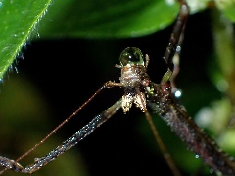 Blowing Bubbles Close-up of female Phasmid from the sub-family of Lonchodinae, family of Lonchodidae.
She has 2 'pine-cone' like appendages on her head.
It looks like either she is drinking water or blowing a bubble.

Picture of the whole Phasmid can be seen here :

https://www.jungledragon.com/image/45986/stick_insect_phasmid.html
 Fall,Geotagged,Ifugao,Lonchodidae,Phasmid,Philippines,Stick Insect