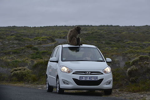 Chacma Baboon - Papio ursinus This was a fun encounter when we came across a group of Baboons at Cape Peninsular.
Most cars stopped to take closer look and pictures.  One of the Baboon decided to climb a car and sat down on the roof for quite some time and doesn't looks like it was to get down.  Eventually, the driver of the car decided to drive off with the Baboon.

Check out the video of the Baboon riding the car :

https://www.youtube.com/watch?v=p4x4G8IfMGg
 Cape Town,Chacma baboon,Fall,Geotagged,Papio ursinus,South Africa