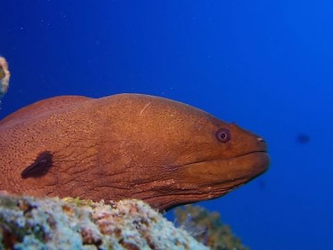 Giant Moray Eel - Gymnothorax javanicus  Geotagged,Giant moray,Gymnothorax javanicus,Maldives,Male,Winter
