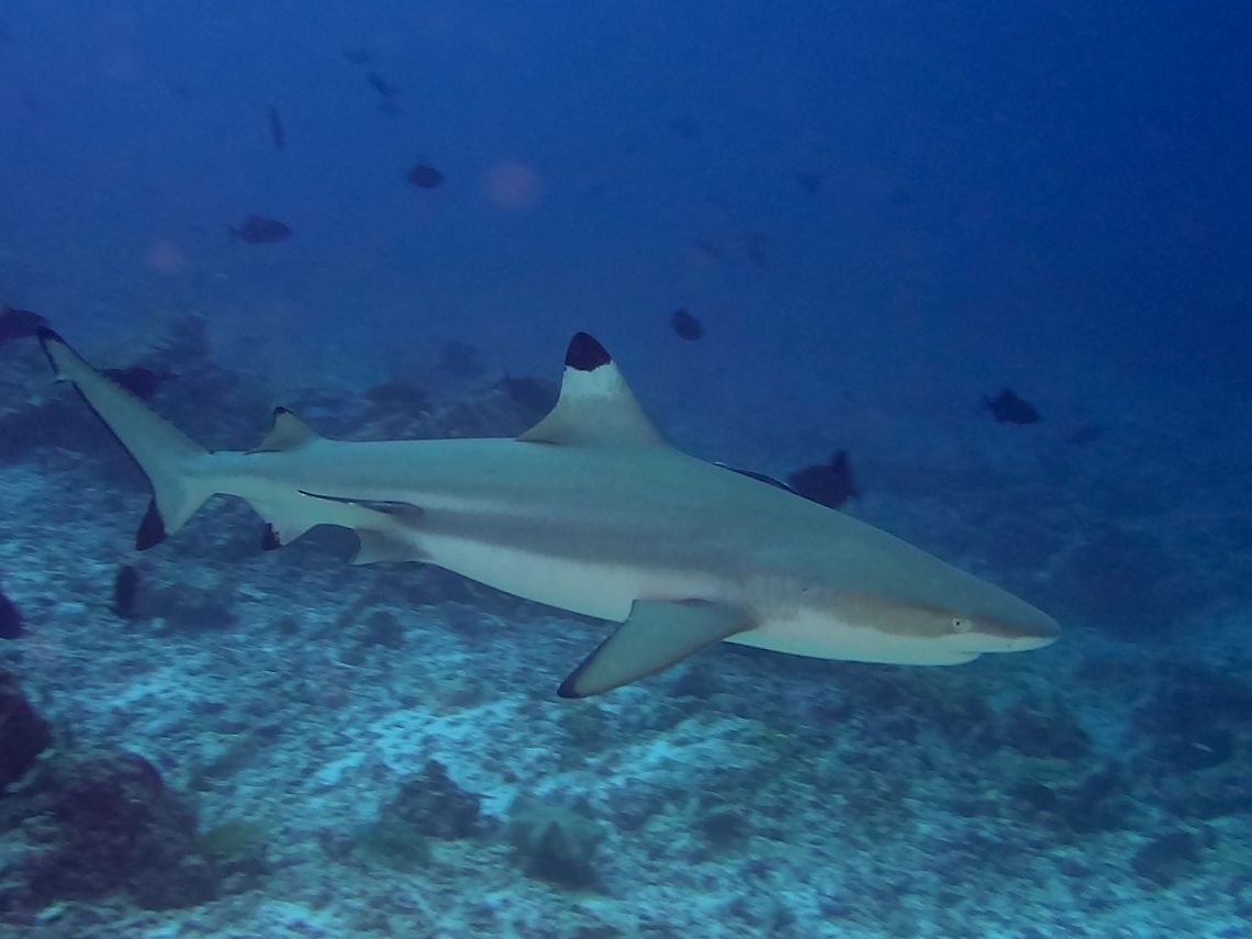 Black Tip Reef Shark - Carcharhinus melanopterus An easy Shark to identify in view of the Black Tips on the fins.<br />
However, not to be confused with Oceanic Black Tip Sharks, which are pelagic and bigger in size. Blacktip reef shark,Carcharhinus melanopterus,Geotagged,Maldives,Male,Shark,Winter