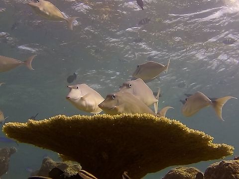 Humpback unicornfish