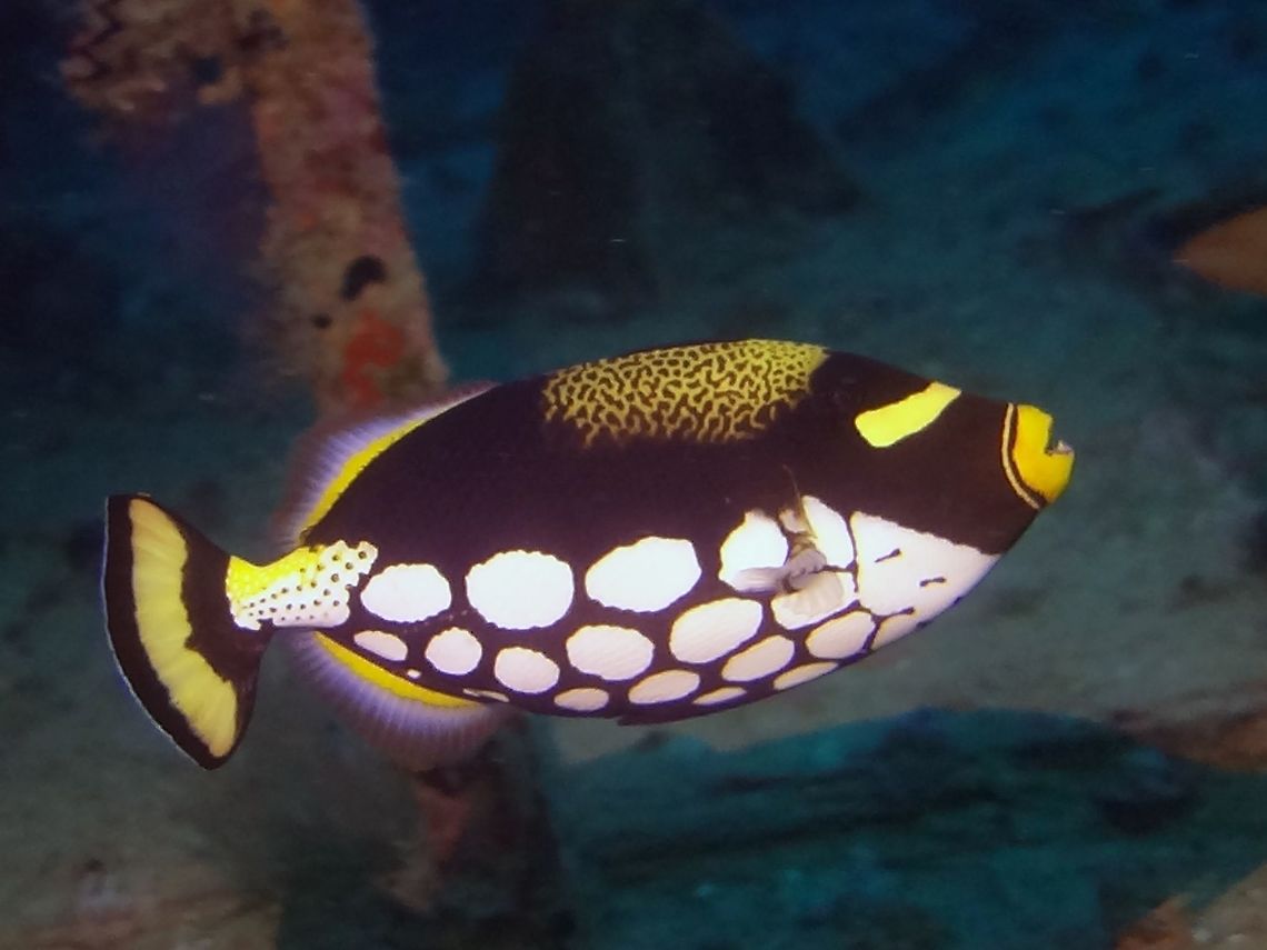 Clown Triggerfish - Balistoides conspicillum Black undercolour with large white spots on lower body; orange lips, yellowish band across top of snout, pale patch with dark spots on back. Mostly solitary. Balistoides conspicillum,Clown Triggerfish,Geotagged,Maldives,Male,Triggerfish,Winter
