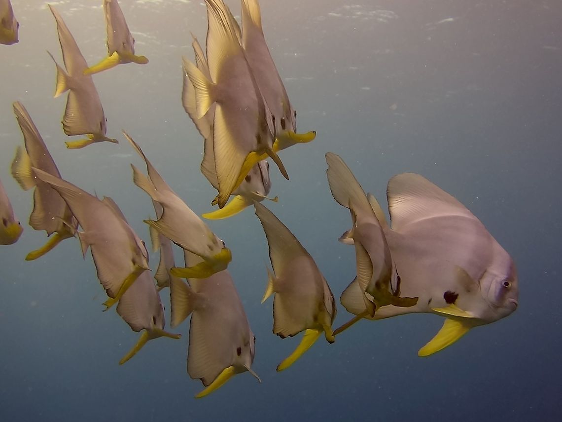 Orbicular Batfish - Platax orbicularis  Batfish,Geotagged,Malaysia,Male,Orbicular Batfish,Platax orbicularis,Winter