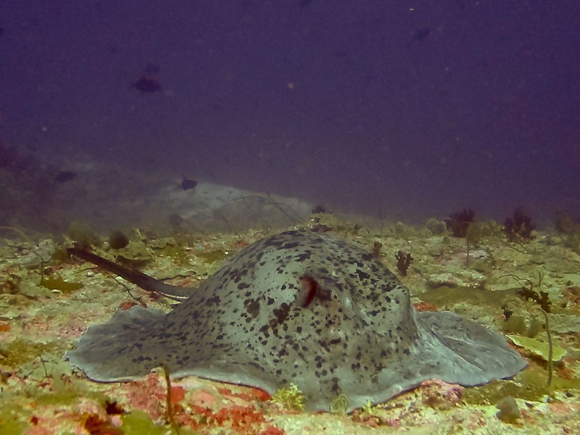 Round Ribbontail Ray - Taeniura meyeni This Round Ribbontail Ray is also known as Black-Blotched Stingray and Marble Ray for the black blotches on its back.  This was a very large sized Stingray, more than 1.5 meters width.  They still have venomous spines located on its tail. Black-Blotched Stingray,Geotagged,Maldives,Male,Marble Ray,Round ribbontail ray,Stingray,Taeniura meyeni,Winter