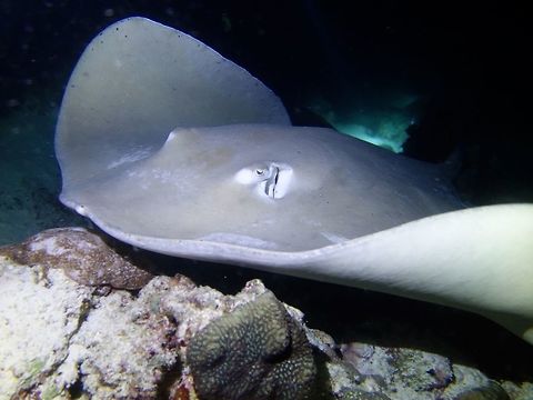 Pink Whipray - Pateobatis fai (Himantura fai) Lots of this Pink Whipray joins Nurse Sharks during night dive at Alimatha Jetty, Maldives.
They are not shy at all and will swim next to divers or 'touching' divers as they hunt/look for food. Fish,Geotagged,Himantura fai,Maldives,Male,Pateobatis fai,Pink whipray,Stingray,Winter