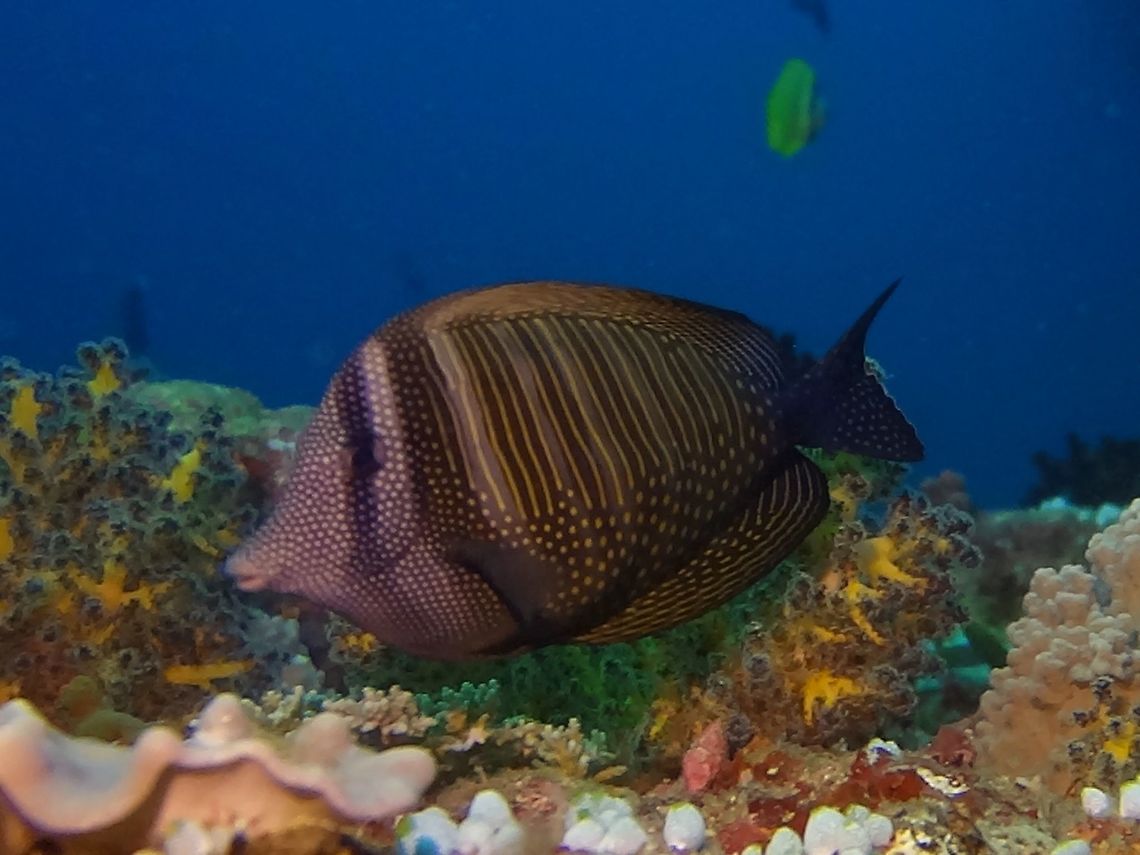 Indian Sailfin Tang - Zebrasoma desjardinii Generally gray with pattern of bars and spots on sides; enlarged dorsal and anal fins marked with pale lines; tall dark with blue spots. Fish,Geotagged,Maldives,Male,Red Sea sailfin tang,Tang,Winter,Zebrasoma desjardinii