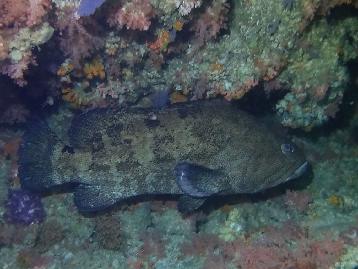Brown-Marbled Grouper - Epinephelus fuscoguttatus Pale yellowish brown with numerous close-set small brown spots of variable intensity; five vertical series of irregular dark brown blotches; small black saddle tail base. Brown-marbled grouper,Epinephelus fuscoguttatus,Fish,Geotagged,Grouper,Maldives,Male,Winter