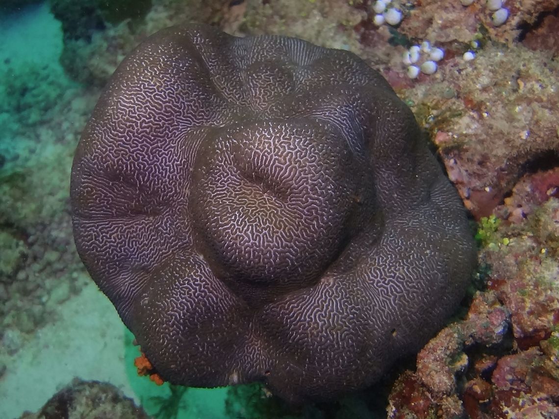 Leather Corals Leather Corals with jigsaw-like markings/patterns Coral,Geotagged,Leather Coral,Maldives,Male,Winter