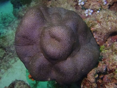Leather Corals Leather Corals with jigsaw-like markings/patterns Coral,Geotagged,Leather Coral,Maldives,Male,Winter
