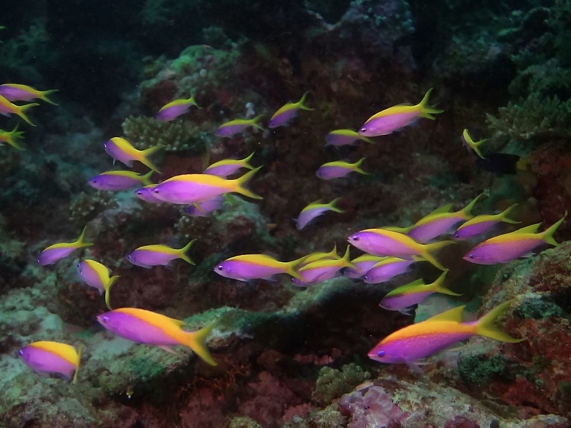 Purple Anthias - Pseudanthias tuka Group of females Purple Anthias - Pseudanthias tuka.<br />
Purple to lavender; yellow stripe along back to tip of upper tail lobe, yellow border lower tail lobe.<br />
Aggregations contain far more females than males. Anthias,Fish,Geotagged,Maldives,Male,Pseudanthias tuka,Purple Anthias,Winter,Yellowstriped fairy basslet