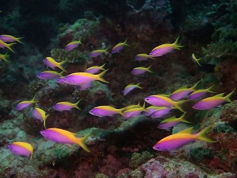 Purple Anthias - Pseudanthias tuka Group of females Purple Anthias - Pseudanthias tuka.
Purple to lavender; yellow stripe along back to tip of upper tail lobe, yellow border lower tail lobe.
Aggregations contain far more females than males. Anthias,Fish,Geotagged,Maldives,Male,Pseudanthias tuka,Purple Anthias,Winter,Yellowstriped fairy basslet