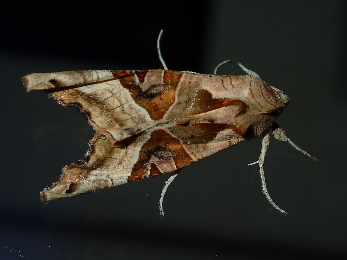 Angle Shades Moth - Phlogophora meticulosa This Moth was attracted to the light at my friend&#039;s house during the night when in Zurich. Angle Shades,Fall,Geotagged,Phlogophora meticulosa,Switzerland