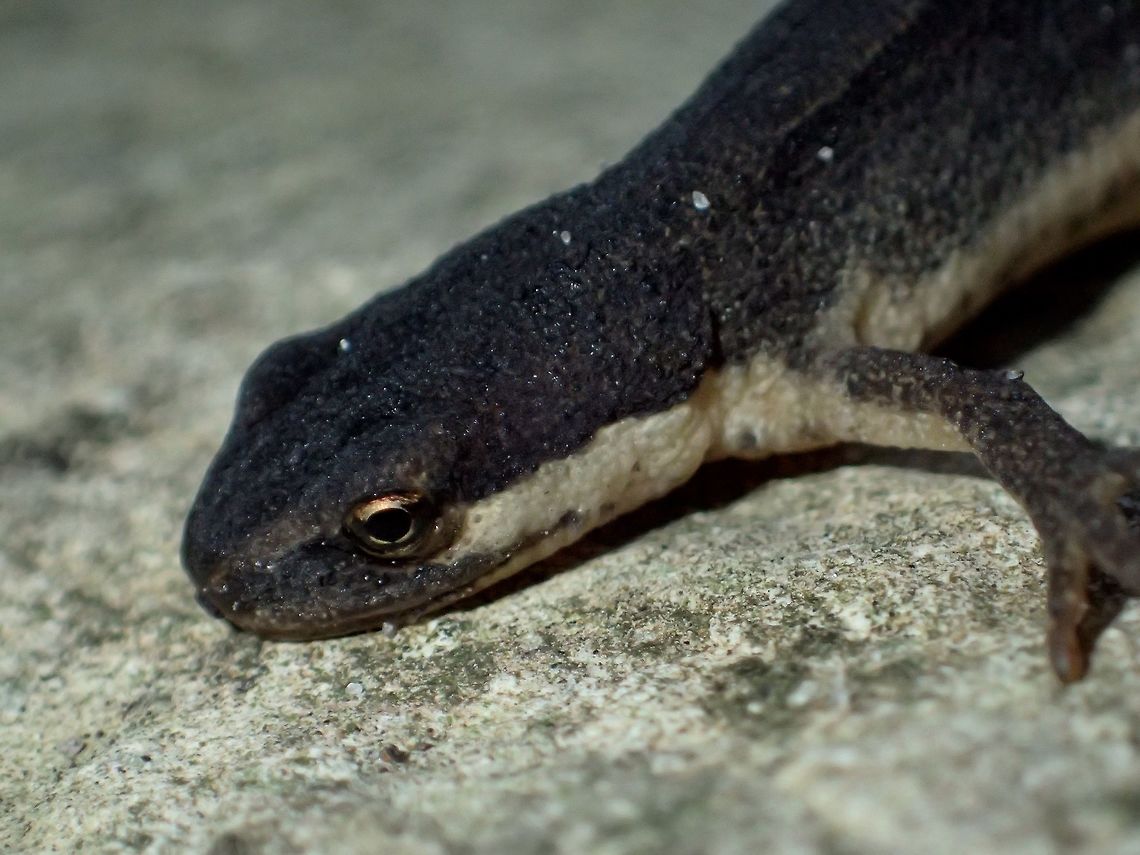 Kleine Watersalamander / Smooth Newt  - Lissotriton vulgaris I was visiting a friend's house and we were strolling in his garden when I told him that I have yet to see a Salamander and he replied that he sees them in his garden, which I thought he was joking with me.  Then he started to look around his garden and within minutes, he was able to show me this one, small in size, body around 5-6 cm.  It was hiding under a rock and he told me now that the weather is getting cooler, they are less active and also their colours are very dull.  During springtime when they are getting ready to mate, they have more colours on them.<br />
<br />
Picture of the whole Salamander can be seen here :<br />
<br />
<figure class="photo"><a href="https://www.jungledragon.com/image/46110/kleine_watersalamander_smooth_newt_-_lissotriton_vulgaris.html" title="Kleine Watersalamander / Smooth Newt -  Lissotriton vulgaris"><img src="https://s3.amazonaws.com/media.jungledragon.com/images/2994/46110_thumb.jpg?AWSAccessKeyId=05GMT0V3GWVNE7GGM1R2&Expires=1769040010&Signature=sdbxgygkF0VfDiXDJFZSWoKWrl0%3D" width="200" height="150" alt="Kleine Watersalamander / Smooth Newt -  Lissotriton vulgaris Close-up of this Salamander can be seen here :<br />
<br />
https://www.jungledragon.com/image/46109/kleine_watersalamander_smooth_newt_-_lissotriton_vulgaris.html<br />
 Fall,Geotagged,Holland,Lissotriton vulgaris,Netherlands,Salamander,Smooth Newt" /></a></figure><br />
 Fall,Geotagged,Holland,Lissotriton vulgaris,Netherlands,Newt,Salamander,Smooth Newt