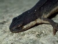 Kleine Watersalamander / Smooth Newt  - Lissotriton vulgaris I was visiting a friend's house and we were strolling in his garden when I told him that I have yet to see a Salamander and he replied that he sees them in his garden, which I thought he was joking with me.  Then he started to look around his garden and within minutes, he was able to show me this one, small in size, body around 5-6 cm.  It was hiding under a rock and he told me now that the weather is getting cooler, they are less active and also their colours are very dull.  During springtime when they are getting ready to mate, they have more colours on them.<br />
<br />
Picture of the whole Salamander can be seen here :<br />
<br />
https://www.jungledragon.com/image/46110/kleine_watersalamander_smooth_newt_-_lissotriton_vulgaris.html<br />
 Fall,Geotagged,Holland,Lissotriton vulgaris,Netherlands,Newt,Salamander,Smooth Newt