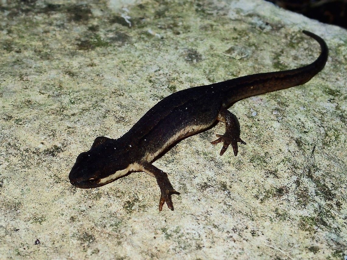 Kleine Watersalamander / Smooth Newt -  Lissotriton vulgaris Close-up of this Salamander can be seen here :<br />
<br />
<figure class="photo"><a href="https://www.jungledragon.com/image/46109/kleine_watersalamander_smooth_newt_-_lissotriton_vulgaris.html" title="Kleine Watersalamander / Smooth Newt  - Lissotriton vulgaris"><img src="https://s3.amazonaws.com/media.jungledragon.com/images/2994/46109_thumb.jpg?AWSAccessKeyId=05GMT0V3GWVNE7GGM1R2&Expires=1759968010&Signature=pHw235i63fsh%2Bqkpc%2BSuUqSPqR8%3D" width="200" height="152" alt="Kleine Watersalamander / Smooth Newt  - Lissotriton vulgaris I was visiting a friend&#039;s house and we were strolling in his garden when I told him that I have yet to see a Salamander and he replied that he sees them in his garden, which I thought he was joking with me.  Then he started to look around his garden and within minutes, he was able to show me this one, small in size, body around 5-6 cm.  It was hiding under a rock and he told me now that the weather is getting cooler, they are less active and also their colours are very dull.  During springtime when they are getting ready to mate, they have more colours on them.<br />
<br />
Picture of the whole Salamander can be seen here :<br />
<br />
https://www.jungledragon.com/image/46110/kleine_watersalamander_smooth_newt_-_lissotriton_vulgaris.html<br />
 Fall,Geotagged,Holland,Lissotriton vulgaris,Netherlands,Newt,Salamander,Smooth Newt" /></a></figure><br />
 Fall,Geotagged,Holland,Lissotriton vulgaris,Netherlands,Salamander,Smooth Newt