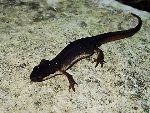 Kleine Watersalamander / Smooth Newt -  Lissotriton vulgaris Close-up of this Salamander can be seen here :

https://www.jungledragon.com/image/46109/kleine_watersalamander_smooth_newt_-_lissotriton_vulgaris.html
 Fall,Geotagged,Holland,Lissotriton vulgaris,Netherlands,Salamander,Smooth Newt