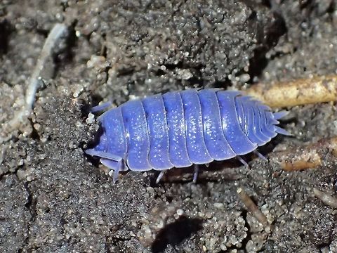 Blue coloured Woodlouse - Porcellio scaber Blue coloured Woodlouse, found in the garden of my friend's house. Fall,Geotagged,Holland,Iridovirus,Netherlands,Porcellio scaber,Porcellionidae,Rough woodlouse,Woodlouse
