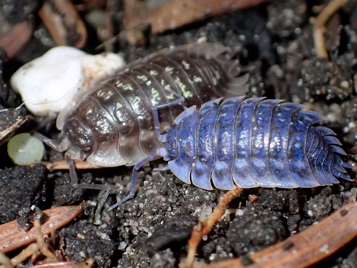 Brown & Blue Common Woodlouse - Oniscus asellus Found in the garden, under some rocks Alkmaar,Fall,Geotagged,Holland,Iridovirus,Netherlands,Oniscus asellus,Woodlouse