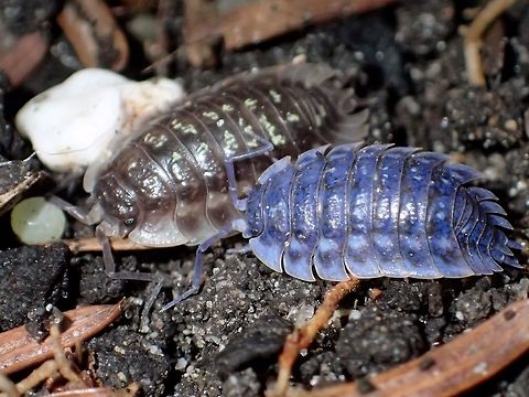 Brown & Blue Common Woodlouse - Oniscus asellus Found in the garden, under some rocks Alkmaar,Fall,Geotagged,Holland,Iridovirus,Netherlands,Oniscus asellus,Woodlouse