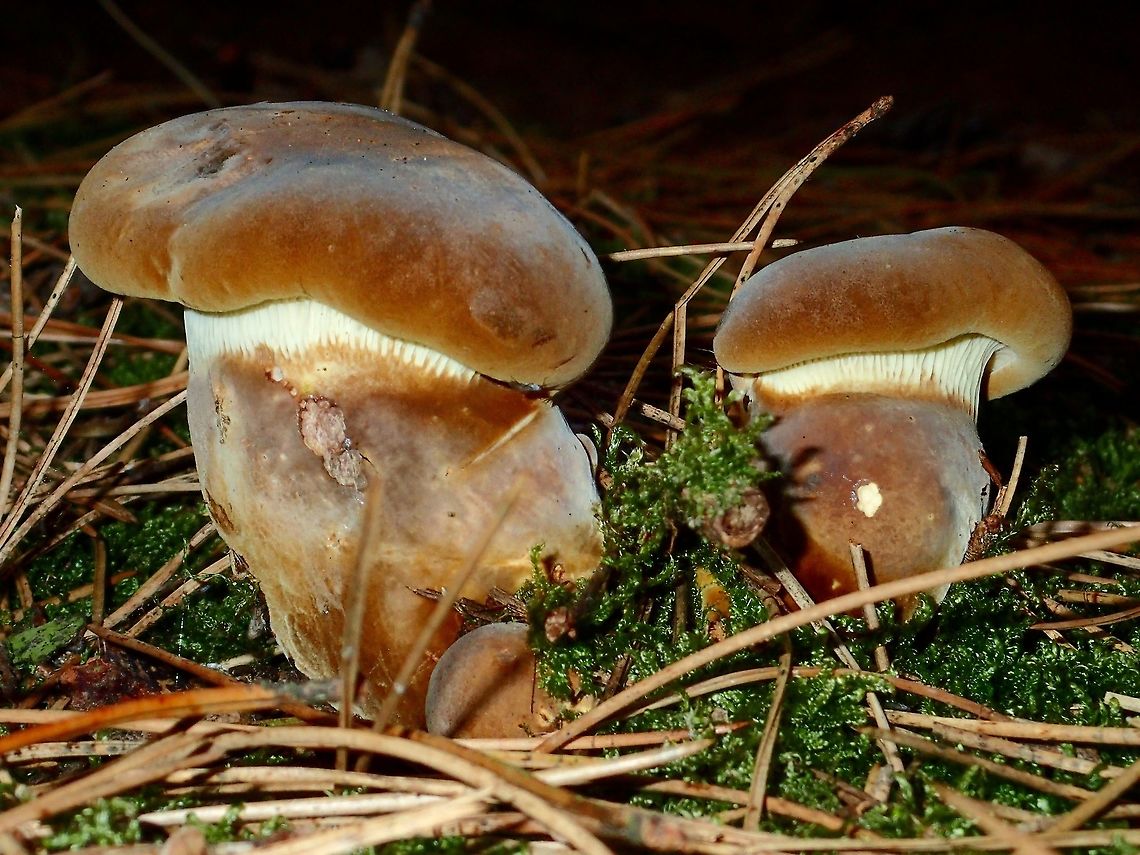 Mushrooms Mushroom, seen in forested trails.<br />
This Velvet Roll-Rim Mushrooms are inedible. Alkmaar,Fall,Geotagged,Holland,Mushroom,Netherlands,Tapinella atrotomentosa,Velvet roll-rim