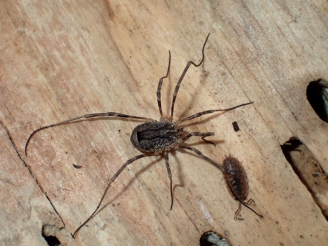 Daddy Longlegs (?) Seen in forested trails, under some woods Alkmaar,Daddy Longlegs,Fall,Geotagged,Holland,Netherlands,Odiellus spinosus,Porcellio scaber