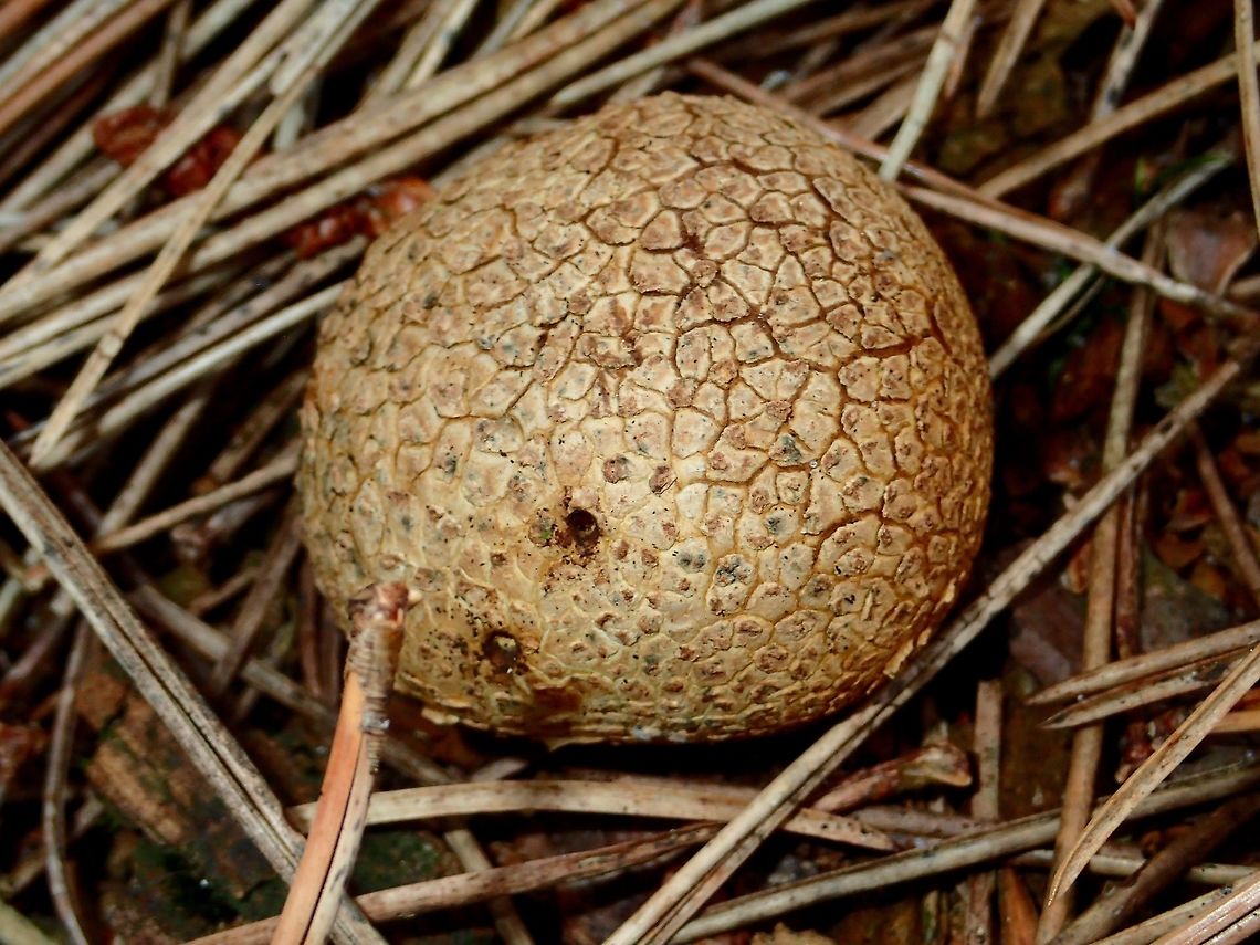 Mushroom Seen in forested trails Alkmaar,Common Earthball,Fall,Geotagged,Holland,Mushroom,Netherlands,Scleroderma citrinum