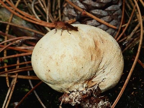 Mushoom Mushroom with a fly on a forrested trail Fall,Geotagged,Holland,Mushroom,Netherlands