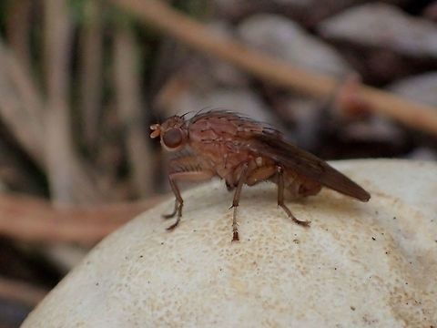 Fly Fly resting on a Mushroom in a forrested trail Alkmaar,Fall,Fly,Geotagged,Holland,Netherlands