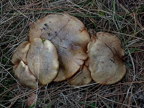 Cluster of Fungi - Sulius sp (?)  Alkmaar,Fall,Geotagged,Holland,Netherlands.Fungi