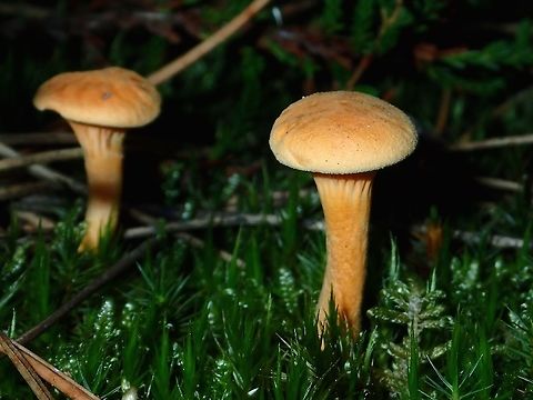 Tiny Mushroom Tiny Mushroom on mossy floor of forrested trail. Alkmaar,Fall,False chanterelle,Geotagged,Holland,Hygrophoropsis aurantiaca,Mushroom,Netherlands