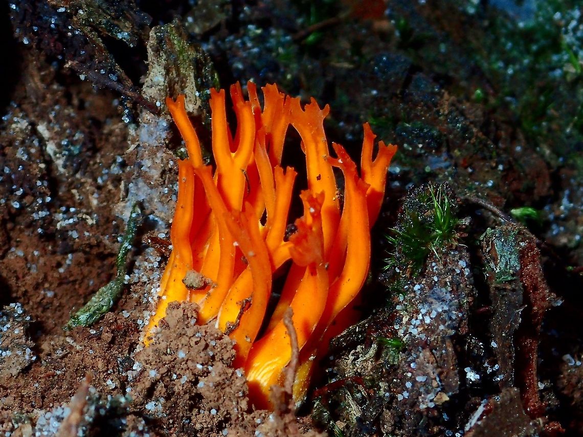Fungi - Yellow Staghorn Tiny organish Fungi on forrested trail.<br />
Was given the ID of Yellow stagshorn - Calocera viscosa in another forum. Alkmaar,Calocera viscosa,Fall,Fungi,Geotagged,Holland,Netherlands