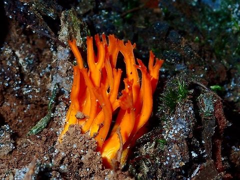 Fungi - Yellow Staghorn Tiny organish Fungi on forrested trail.
Was given the ID of Yellow stagshorn - Calocera viscosa in another forum. Alkmaar,Calocera viscosa,Fall,Fungi,Geotagged,Holland,Netherlands
