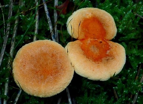 Small Mushroom Small Mushroom, light brown on the edges and orangish in the middle, seen along forrested trails Alkmaar,Fall,Geotagged,Holland,Mushroom,Netherlands