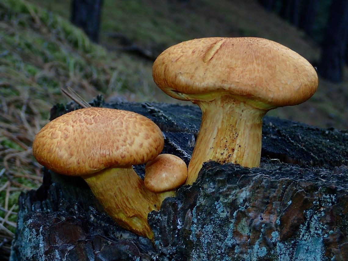 Spectacular Rustgill - Gymnopilus junonius Mushroom found on dead trunk of tree Alkmaar,Fall,Geotagged,Gymnopilus junonius,Holland,Mushroom,Netherlands