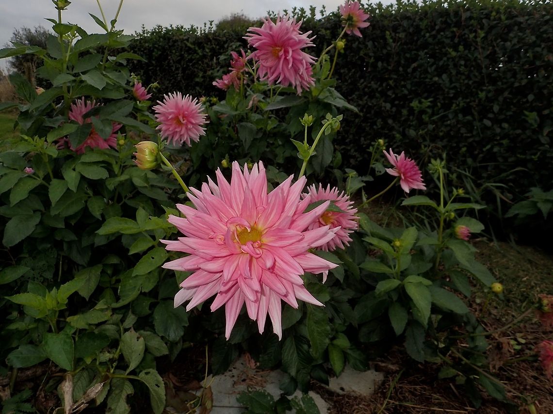 Flowers Saw this flowers in the garden of a friend's house Alkmaar,Dahlia x hortensis Guillaumin,Fall,Geotagged,Holland,Netherlands