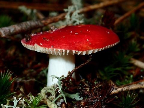 Tiny Mushroom Tiny Mushroom with red top Alkmaar,Fall,Geotagged,Holland,Mushroom,Netherlands,Russula emetica,Vomiting Russula