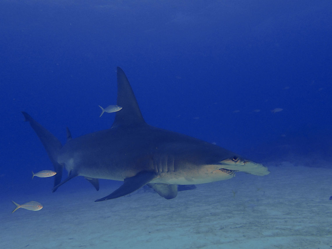 Great Hammerhead Shark - Sphyrna mokarran This female Great Hammerhead Shark was an unexpected sighting when diving at Tiger Beach for the Tiger Sharks.  Although Great Hammerhead Sharks can be seen in Bahamas but they are usually seen at Bimini beach and not Tiger Beach and also the season is more towards December to January instead of October.<br />
<br />
Quite an impressive sight, this female was at least 3 meters length although they have been know to grow up to 6 meters!  We sighted this one 3 times during a dive, the first 2 times was briefly and on the 3rd time, she came and circled us and looks comfortable and approaching us in a friendly manner :D Bahamas,Fall,Geotagged,Great hammerhead,Sphyrna mokarran,The Bahamas,Tiger Beach