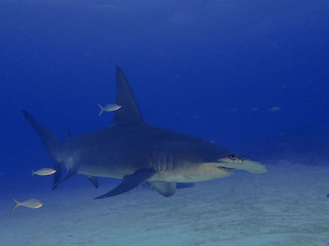 Great Hammerhead Shark - Sphyrna mokarran This female Great Hammerhead Shark was an unexpected sighting when diving at Tiger Beach for the Tiger Sharks.  Although Great Hammerhead Sharks can be seen in Bahamas but they are usually seen at Bimini beach and not Tiger Beach and also the season is more towards December to January instead of October.

Quite an impressive sight, this female was at least 3 meters length although they have been know to grow up to 6 meters!  We sighted this one 3 times during a dive, the first 2 times was briefly and on the 3rd time, she came and circled us and looks comfortable and approaching us in a friendly manner :D Bahamas,Fall,Geotagged,Great hammerhead,Sphyrna mokarran,The Bahamas,Tiger Beach