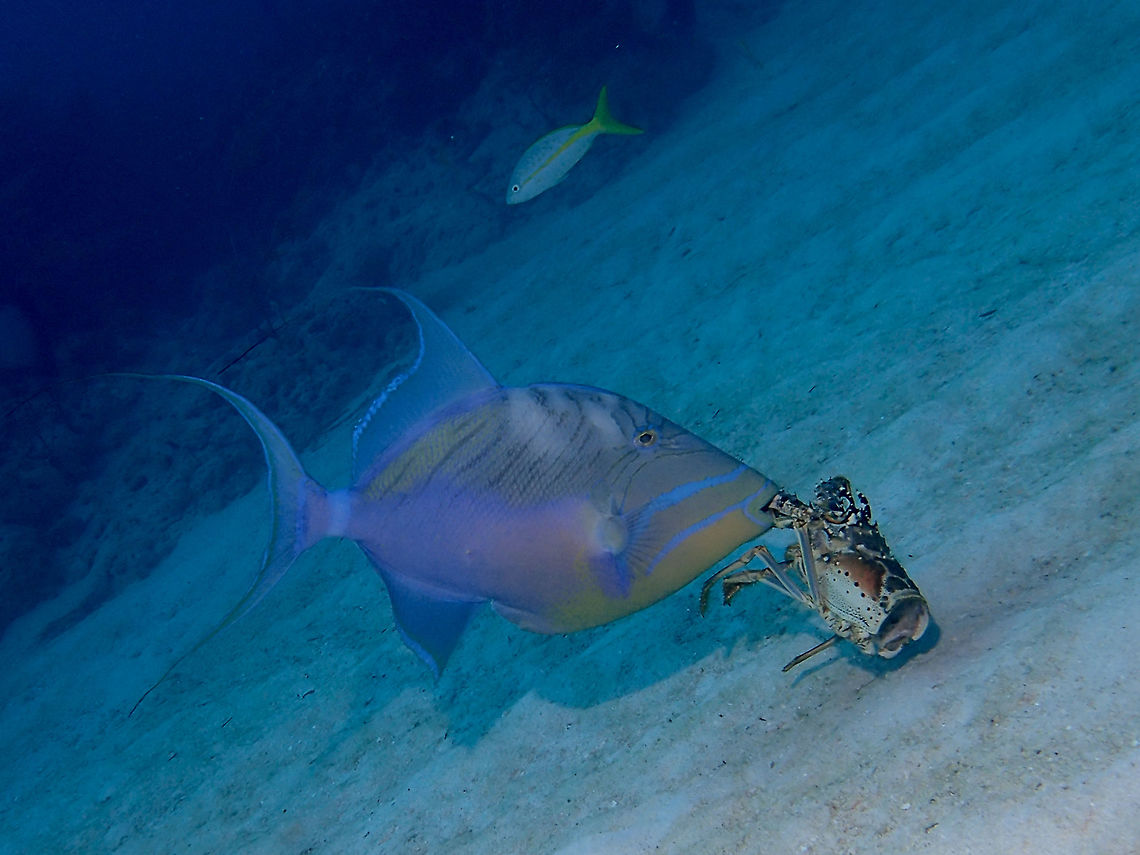 Queen Triggerfish - Balistes vetula This Queen Triggerfish - Balistes vetula is also known as Old Wife.<br />
They are greenish or bluish gray on back, orange-yellow on lower part of head and abdomen, with two broad diagonal curved bright blue bands running from snout to below and in front of pectoral fins, the lowermost continuous with a blue ring around lips; a broad blue bar across caudal peduncle, and blue sub-marginal bands in median fins. Balistes vetula,Fall,Geotagged,Old Wife,Queen triggerfish,The Bahamas