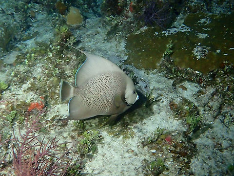 Gray Angelfish - Pomacanthus arcuatus One of the more common Angelfish found during our dives in Bahamas, nice patterns on the body and blue borders on the fins. Fall,Geotagged,Gray angelfish,Pomacanthus arcuatus,The Bahamas