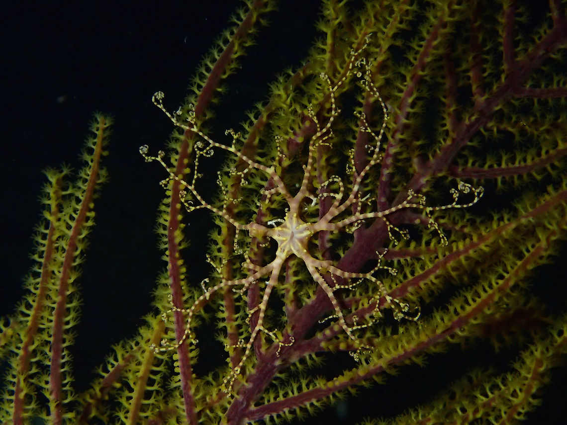 Basketstar - Astrophyton muricatum This was a juvenile Basketstar, still very small in size seen during a night dive in Bahamas.<br />
They are only seen at night or towards late afternoon when they come out to feed.  During daytime, they are probably hiding under rocks or crevices.<br />
This Basketstar are sort of weird or unique, looking like roots of trees. Astrophyton,Astrophyton muricatum,Basketstar,Fall,Geotagged,The Bahamas