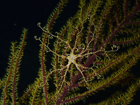 Giant basket star