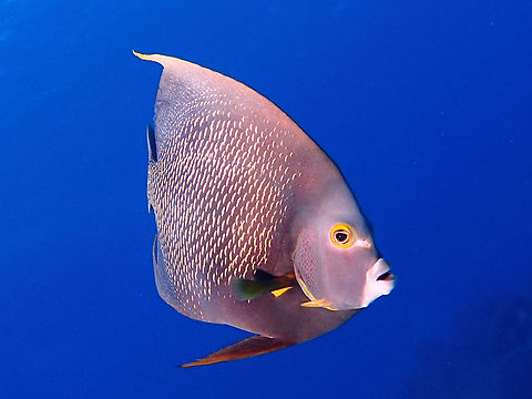 French Angelfish - Pomacanthus paru A shy fish, with bright yellow/gold hints on the scales. Fall,French Angelfish,Geotagged,Pomacanthus paru,The Bahamas